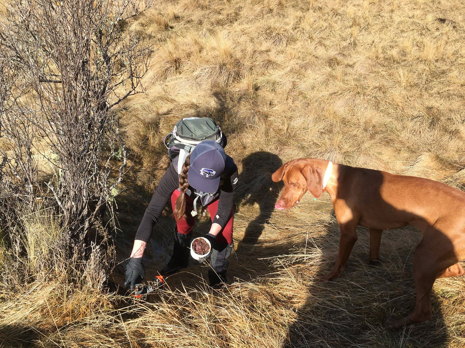 Predator Free Arrowtown