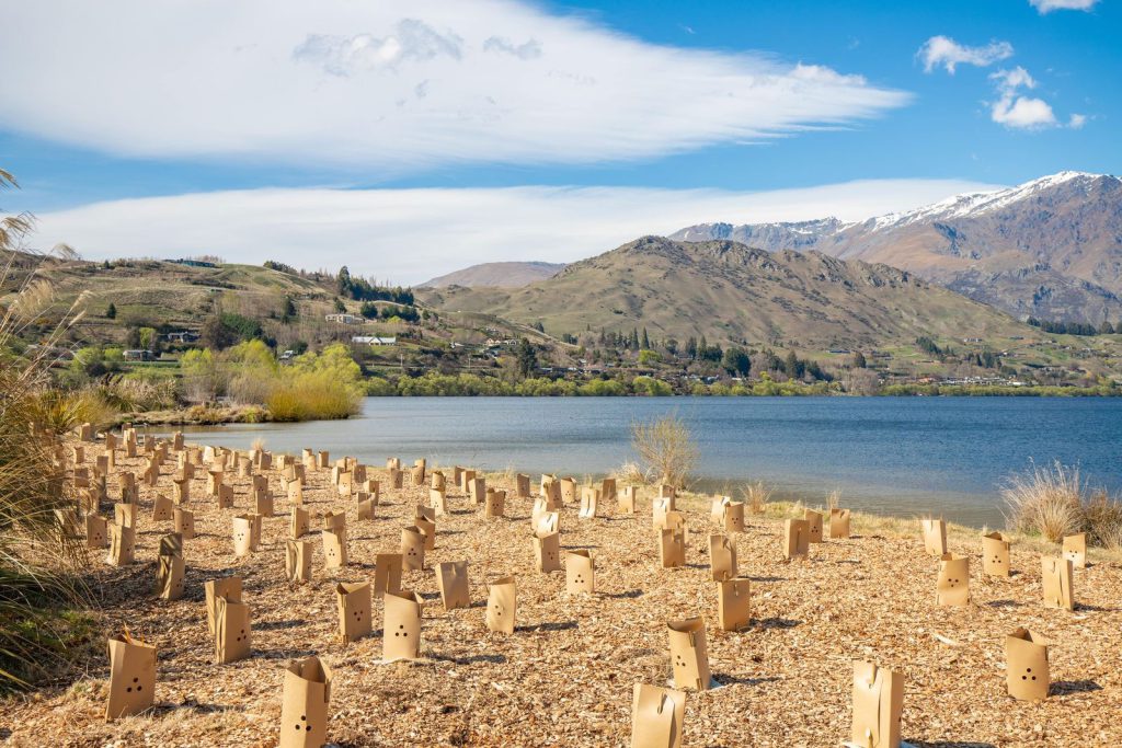 Arrowtown guardianship