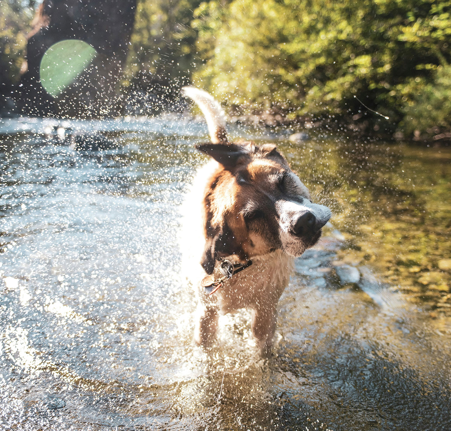 dog friendly walks in Arrowtown