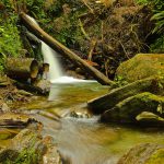 Bush Creek Trail