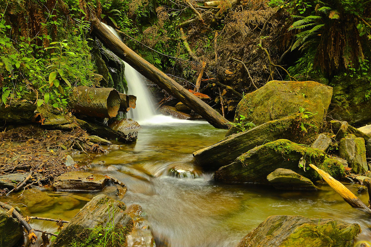 Bush Creek Trail